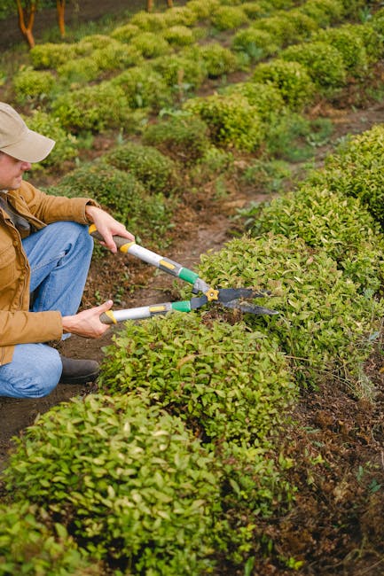 A person wearing a beige cap, brown jacket, and blue jeans is kneeling on the ground in a neatly maintained garden, trimming a hedge with a pair of garden shears. The hedge consists of small, dense, g