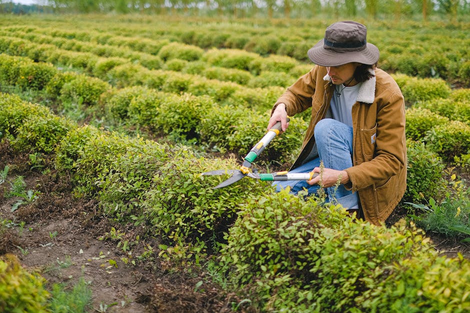 A person wearing a beige cap, brown jacket, and blue jeans is kneeling on the ground in a neatly maintained garden, trimming a hedge with a pair of garden shears. The hedge consists of small, dense, g