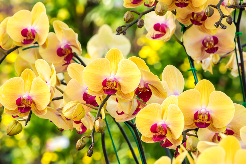 garden care garden